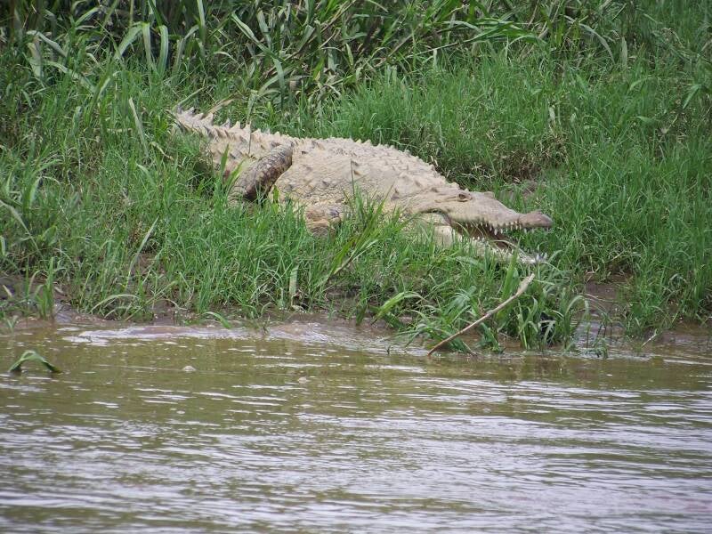 Rio Tarcoles Costa Rica