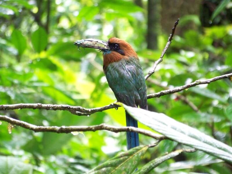 King Fisher Costa Rica