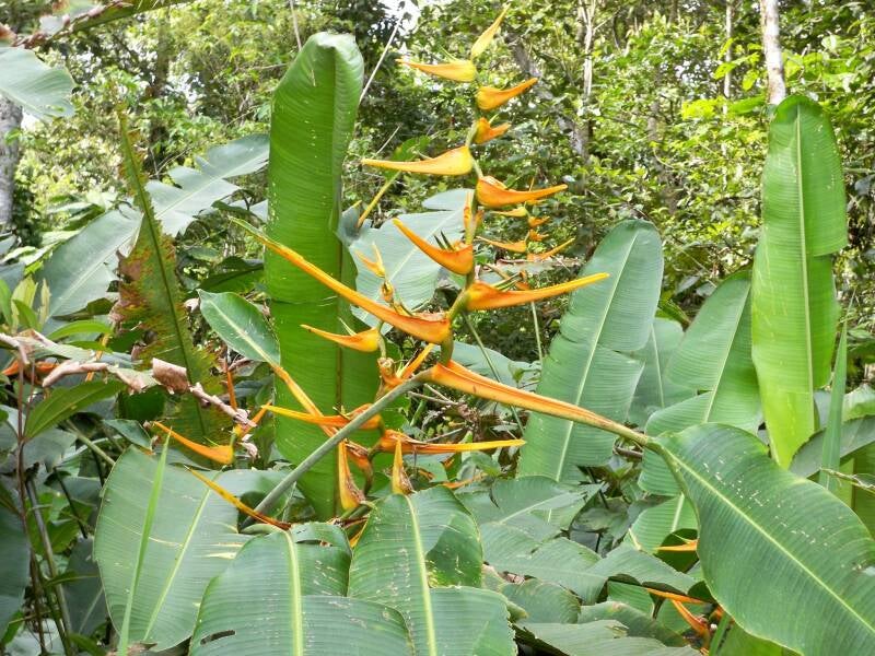 Heliconia Costa Rica