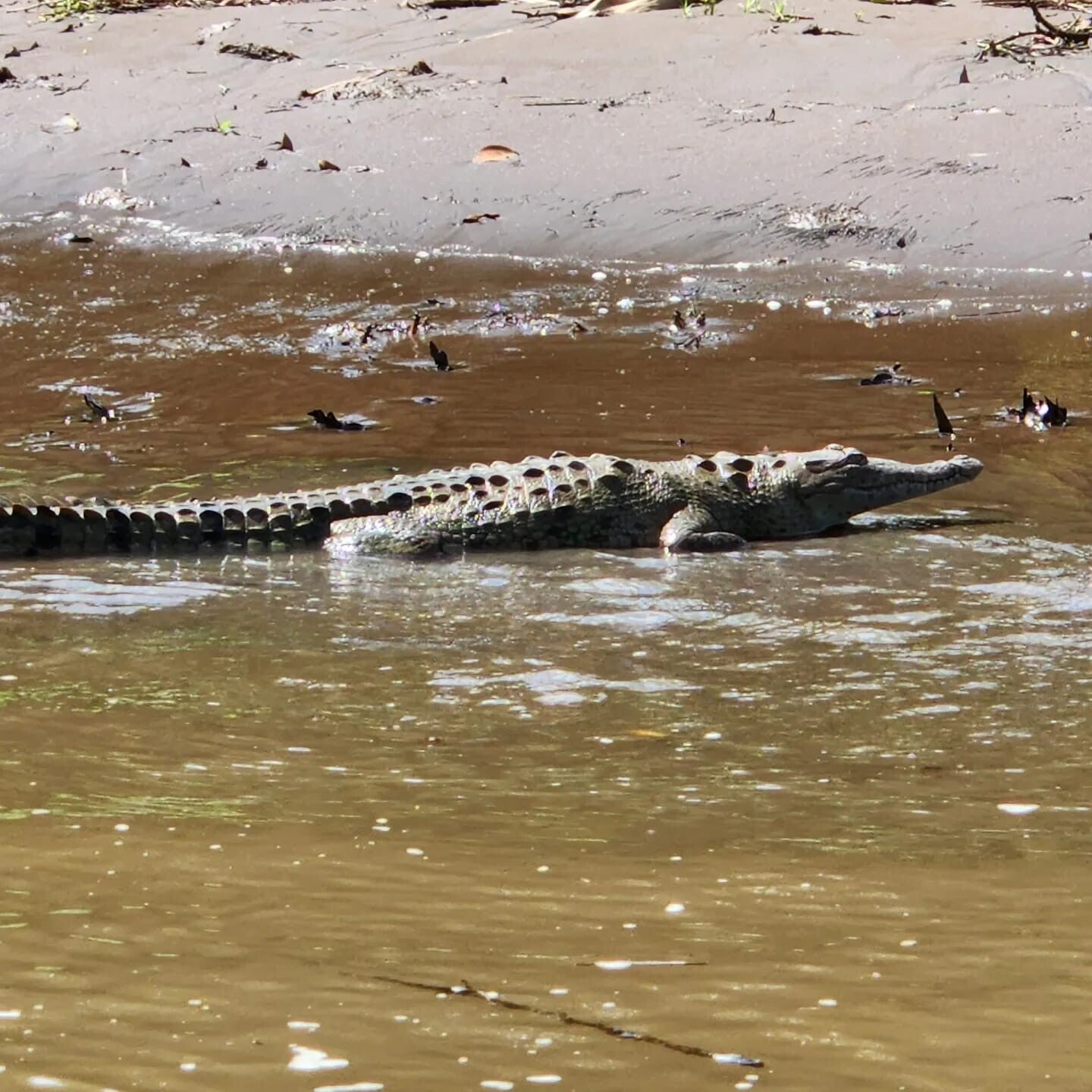 Crocodile Tortuguero Costa Rica