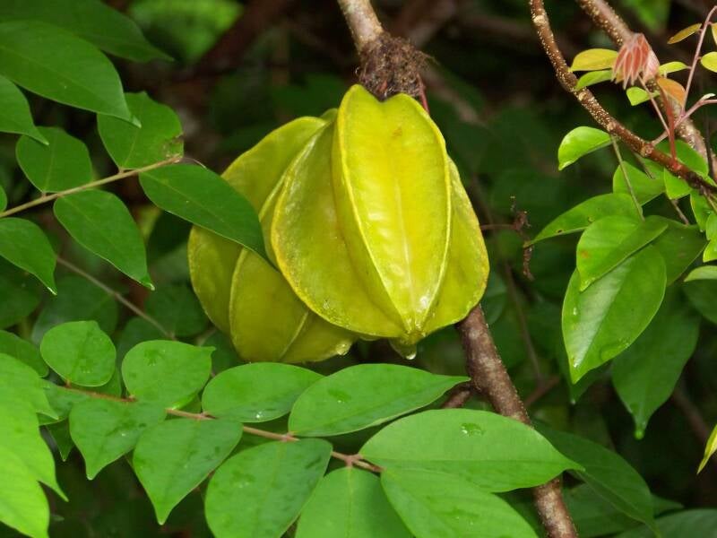 Carambola Costa Rica