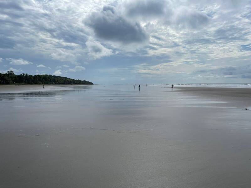 Bejuco Costa Rica