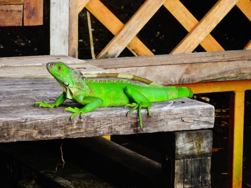 The Town of Tortuguero Costa Rica