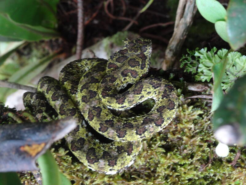 Eyelash Viper Costa Rica