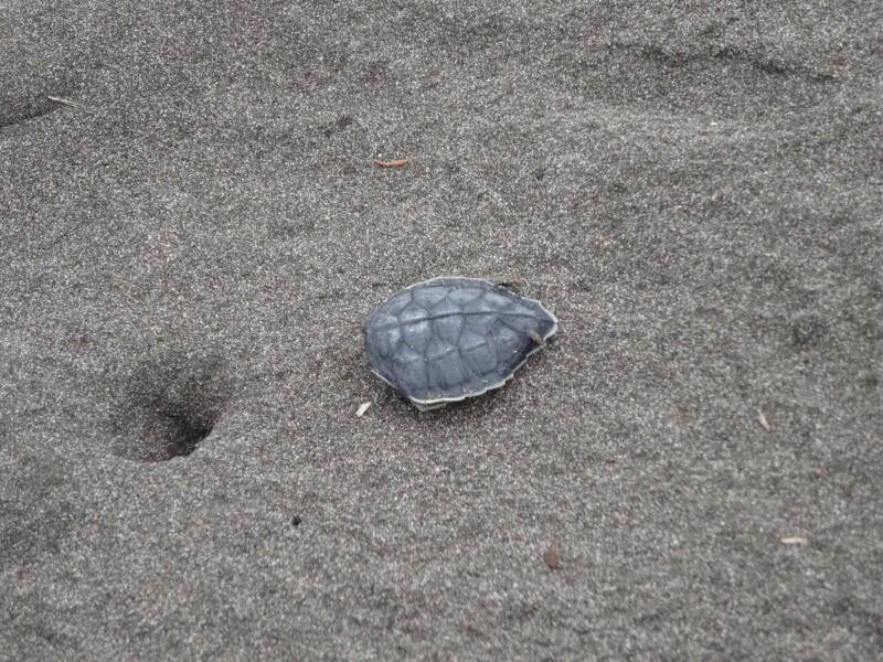 Turtle Shell Tortuguero Costa Rica