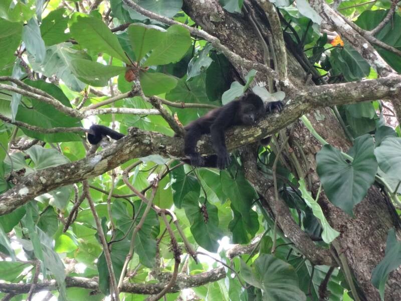 Howler Monkey Costa Rica