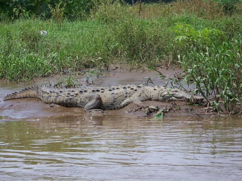 Crocodile Costa Rica