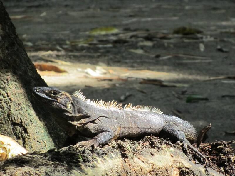 Lizard Costa Rica