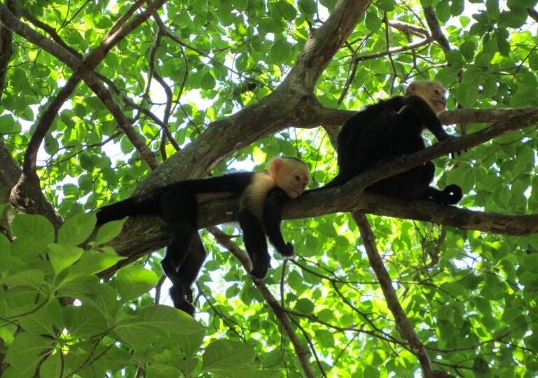 Fauna of Costa Rica