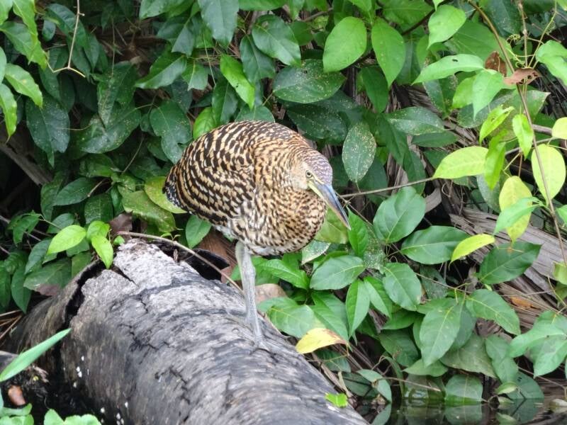 Bird Costa Rica