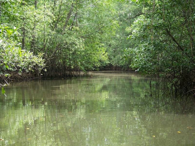 Mangrove Sierpe Costa Rica