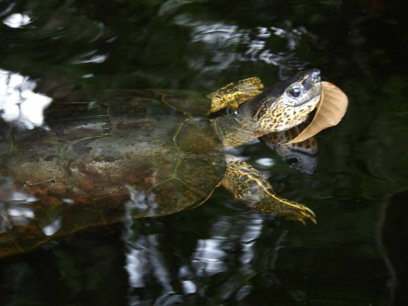 Turtle Tortuguero National Park Costa Rica