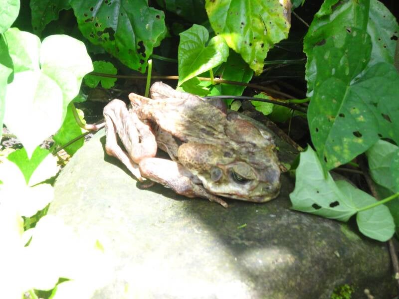 Toad Costa Rica
