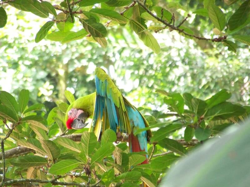 Macaw Costa Rica