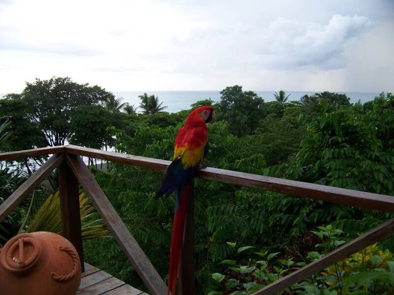 Puerto Jimenez Carate Costa Rica