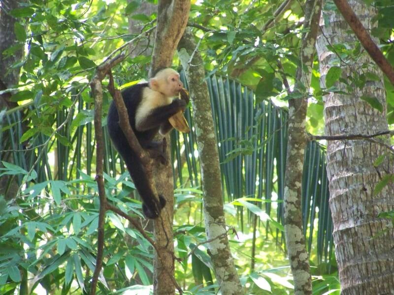 Capuchin Monkey Costa Rica