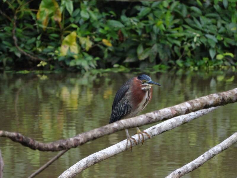 Bird Tortuguero National Park Costa Rica