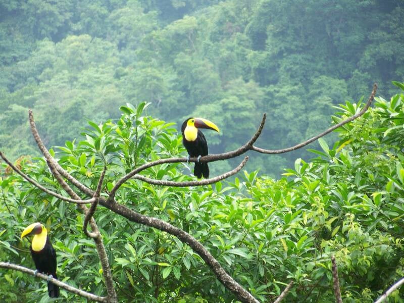 Toucan Costa Rica