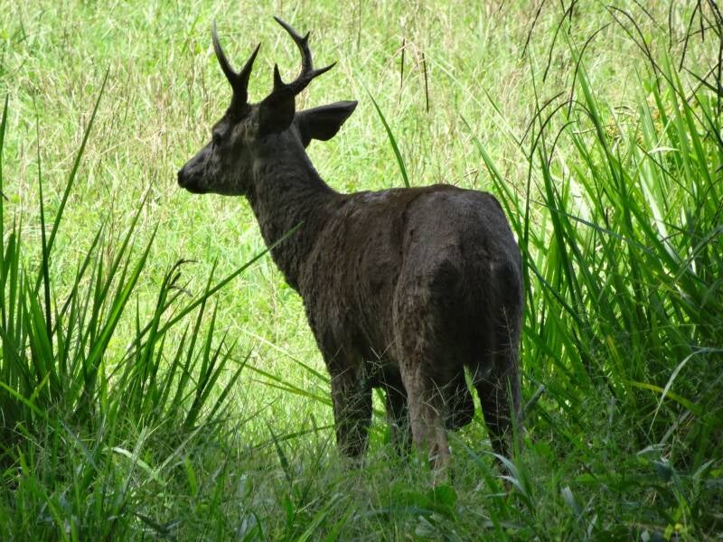 Deer Costa Rica