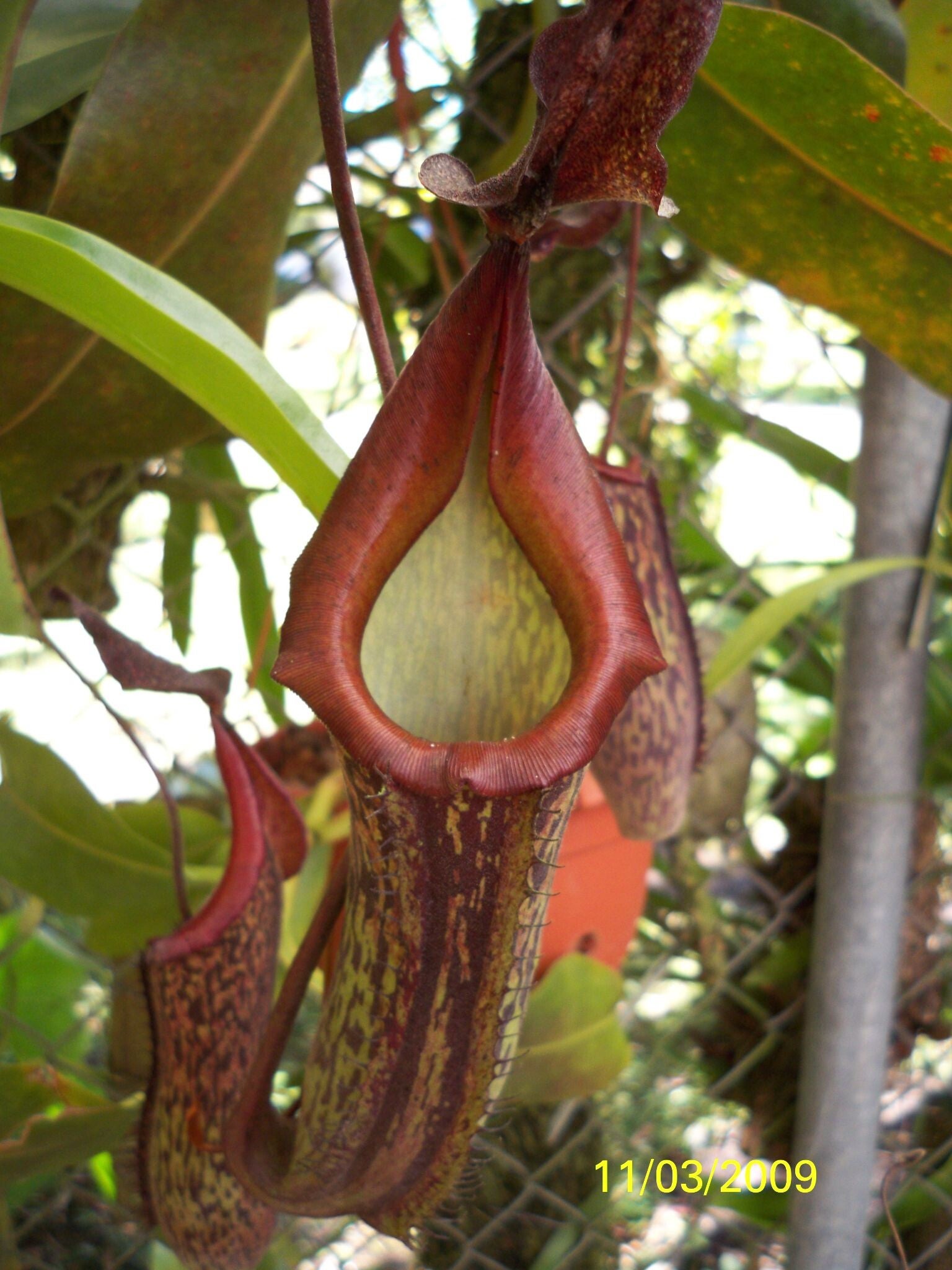 Nepenthes Costa Rica