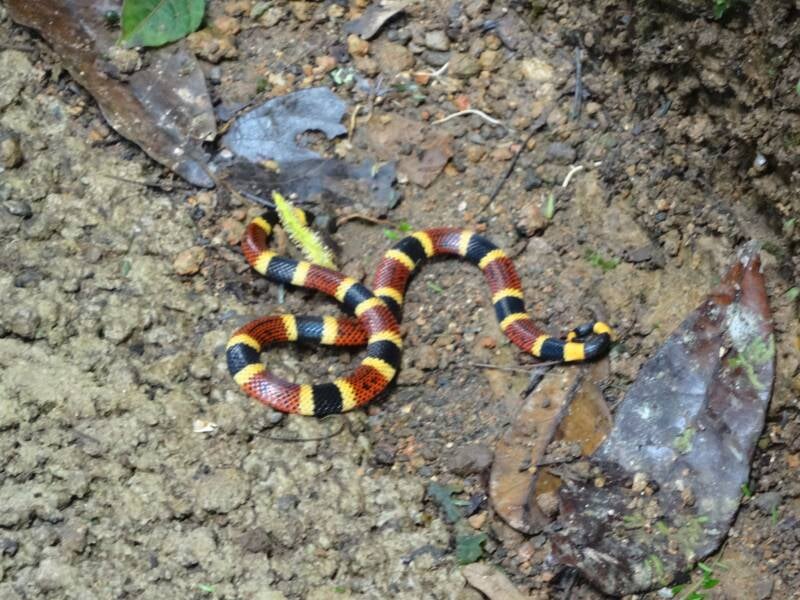Coral Snake Costa Rica