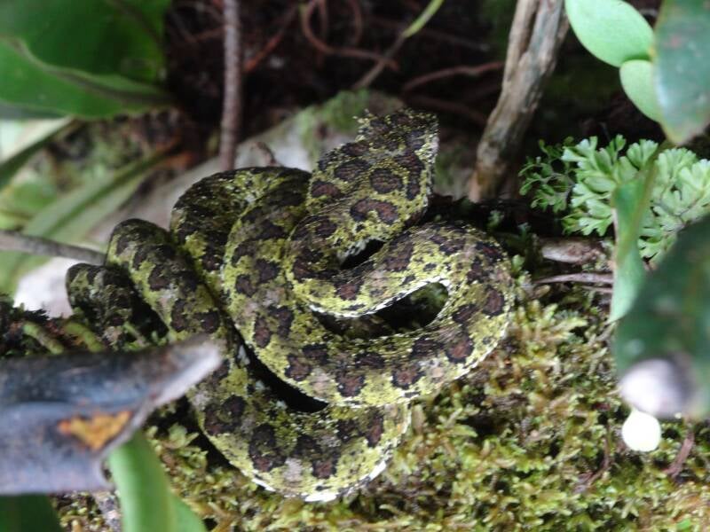 Green Eyelash Viper Costa Rica
