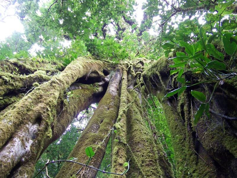 Monteverde Cloud Forest Costa Rica