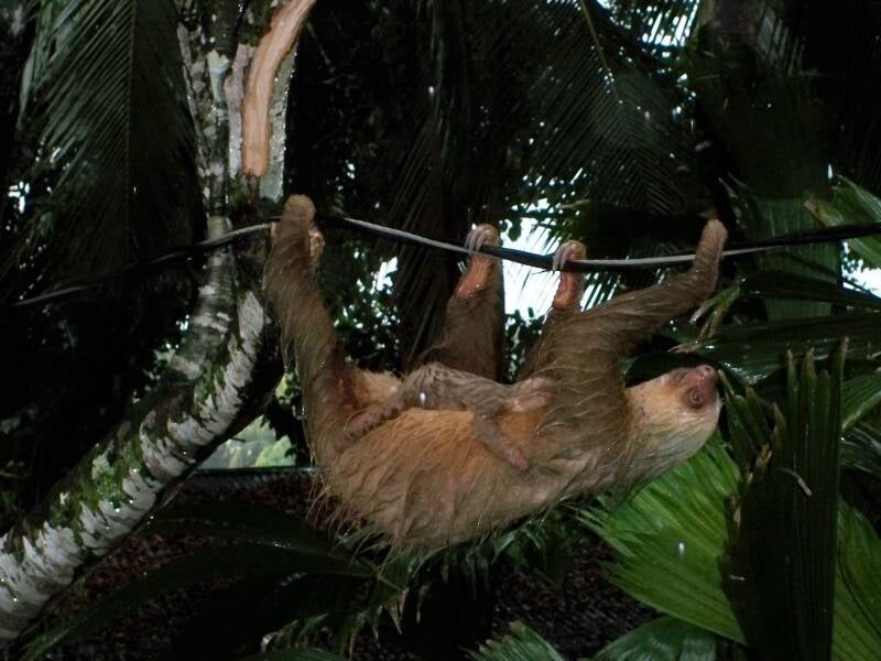 Sloth Cahuita Costa Rica