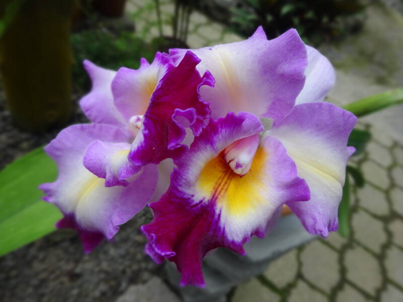 Jardin Botanico Lankester Costa Rica