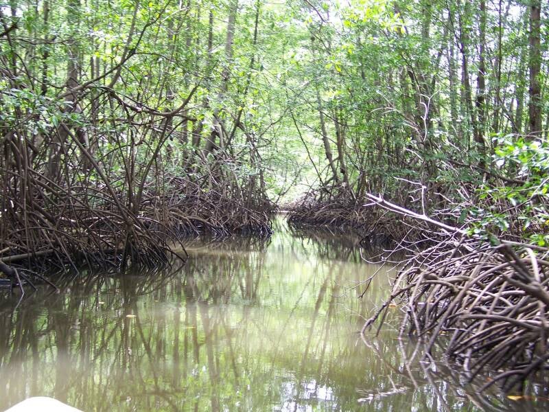 Sierpe Mangrove Costa Rica