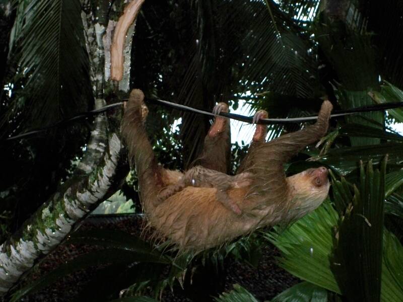 Sloth Costa Rica
