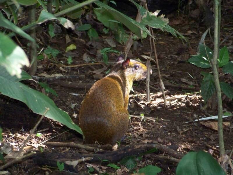 Agoeti Costa Rica