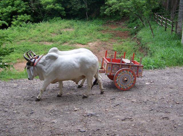 Traditional Ox Cart Costa Rica