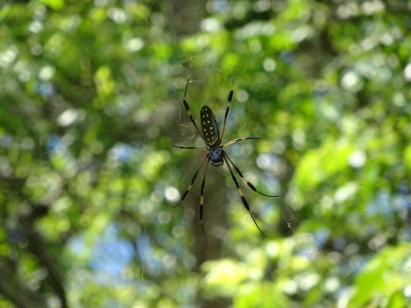 Spider Costa Rica