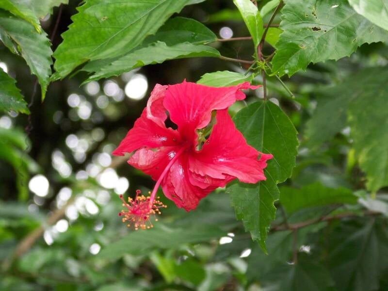 Hibiscus Costa Rica