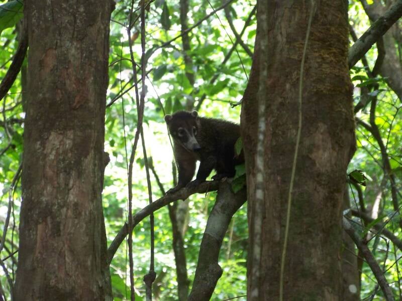 Coati Costa Rica