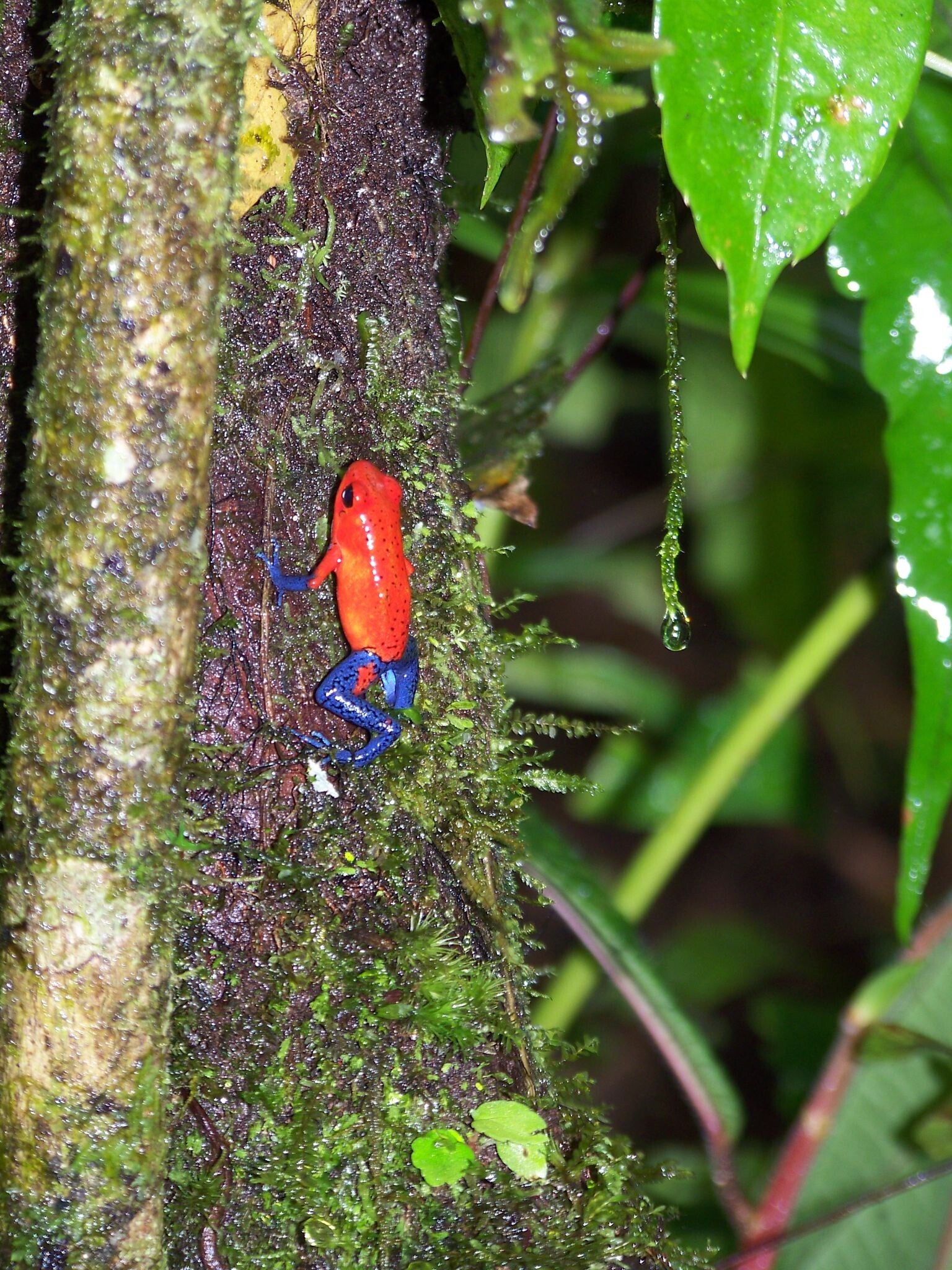 Blue Jeans Frog Costa Rica