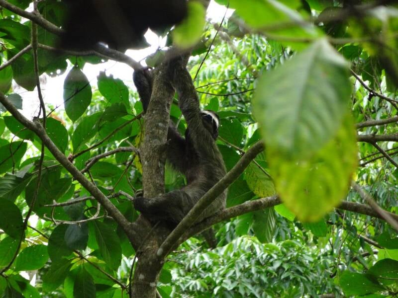 Cahuita National Park Costa Rica