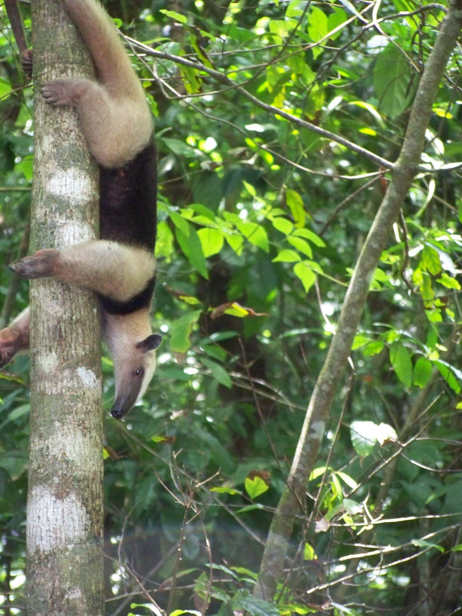 Anteater Costa Rica
