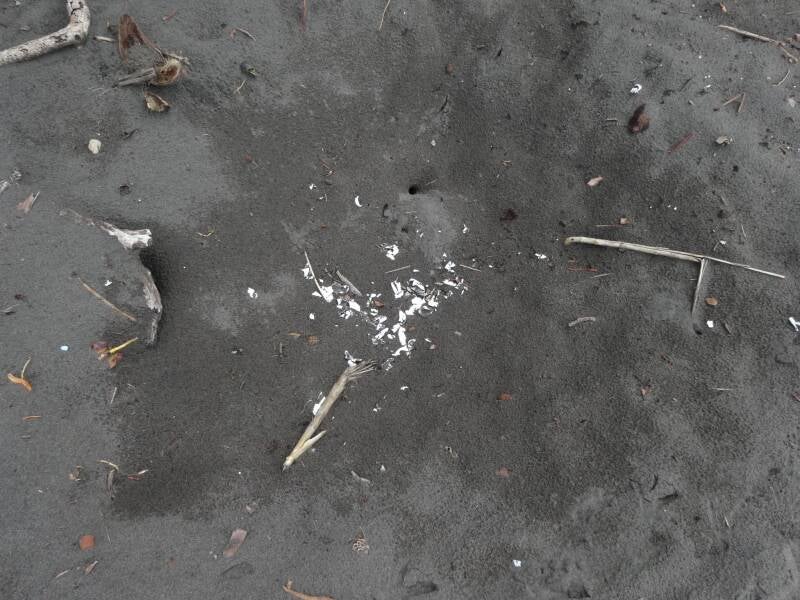 Turtle Nest Tortuguero Costa Rica