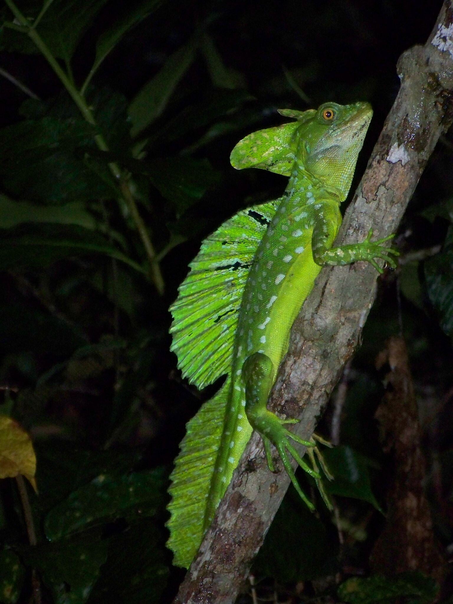 Lizzard Tortuguero National Park Costa Rica