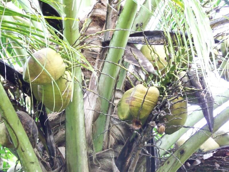 Coconuts Costa Rica