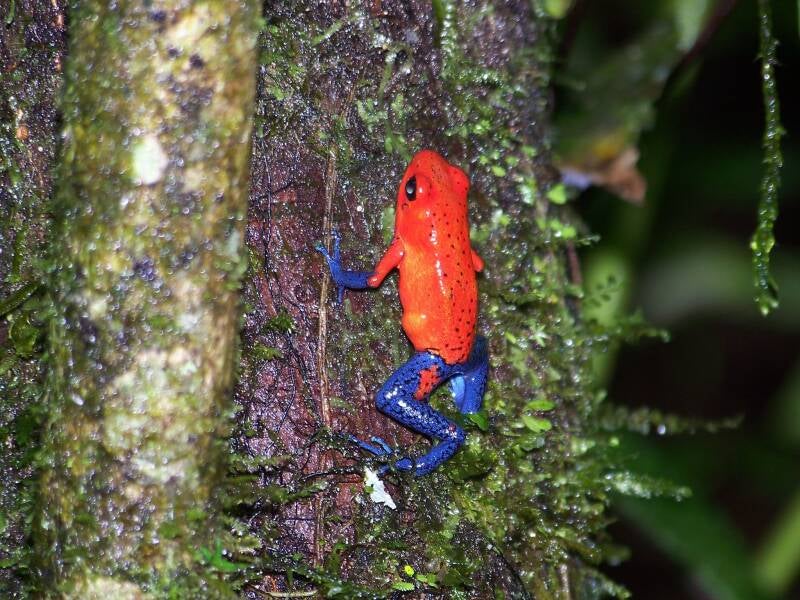 Poison Dart Frog Costa Rica