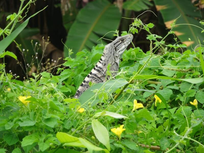 Lizard Costa Rica