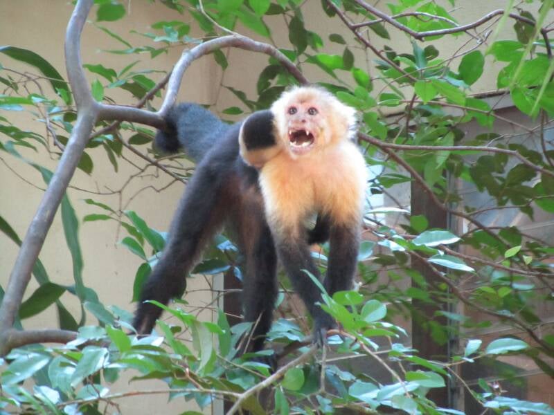 Capuchin Monkey Costa Rica