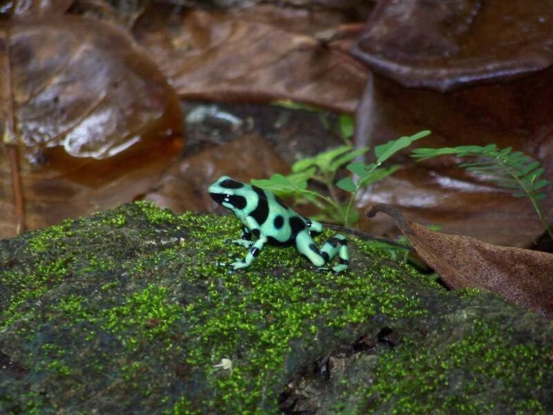 Poisonous Dart Frog Costa Rica
