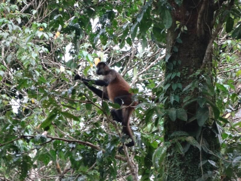 Howler Monkey Costa Rica