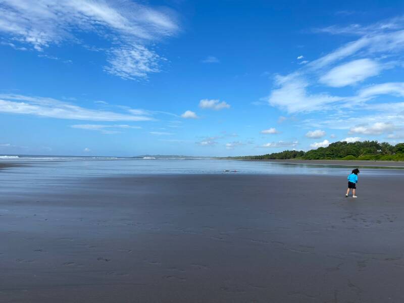Bejuco Costa Rica