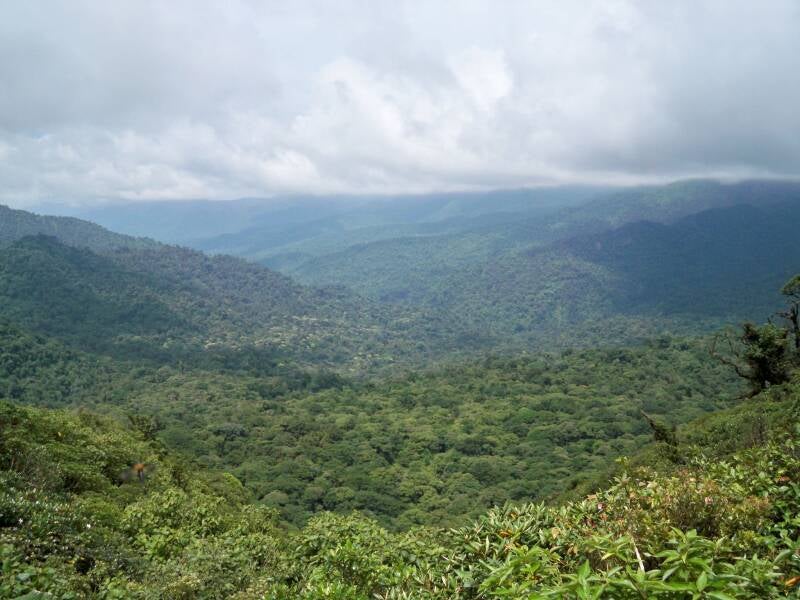 Cloud Forest Costa Rica