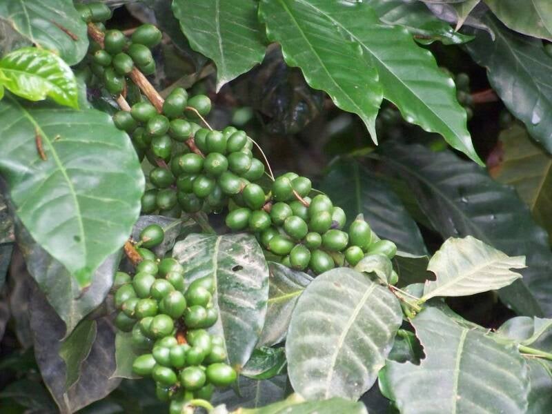 Coffee Costa Rica